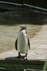 stojący samotnie pingwin - obrazy, fototapety, plakaty