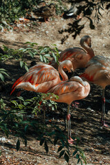 flamingi w zoo