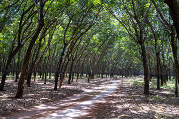Forêt d'hévéa au Cambodge 