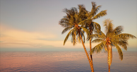 Image of coconut tree against the afternoon sky, the background for the design to welcome summer. 3D rendering 