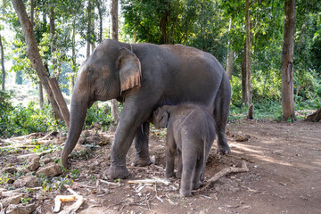 Mère éléphant d'Asie et son petit