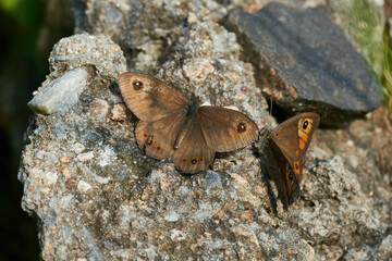 Braunauge (Lasiommata maera)	