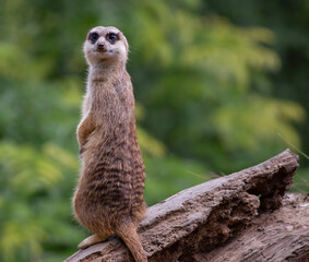 Fototapeta premium Close up portrait of a meerkat (Suricata suricatta) with a defocused background
