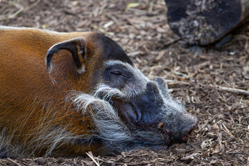 Close up of a female warthog (phacochoerus) laying down asleep in the mud