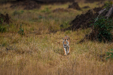wild bengal female tiger or panthera tigris tigris moving or walking head on in morning safari at grassland landscape or field at kanha national park forest tiger reserve Khatia madhya pradesh india