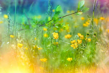 Spring meadow with yellow flowers and green grass, soft focus and selective focus on buttercup