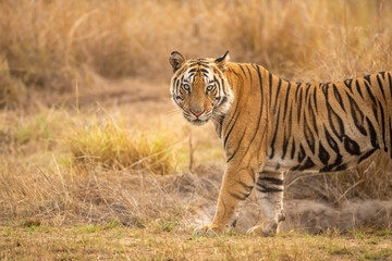 wild bengal male tiger or panthera tigris tigris standing with full face and eye contact in evening...