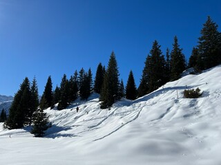 Picturesque canopies of alpine trees in a typical winter atmosphere in the Swiss Alps and over the tourist resort of Arosa - Canton of Grisons, Switzerland (Schweiz)