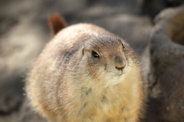 Prairie dogs (genus Cynomys) are herbivorous burrowing mammals native to the grasslands of North America.