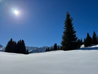 Picturesque canopies of alpine trees in a typical winter atmosphere in the Swiss Alps and over the tourist resort of Arosa - Canton of Grisons, Switzerland (Schweiz)