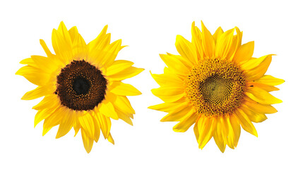 sunflower isolated on transparent png