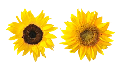 Fototapeten sunflower isolated on transparent png © sommai