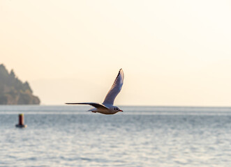 Fototapeta premium gulls fly over lake Ohrid