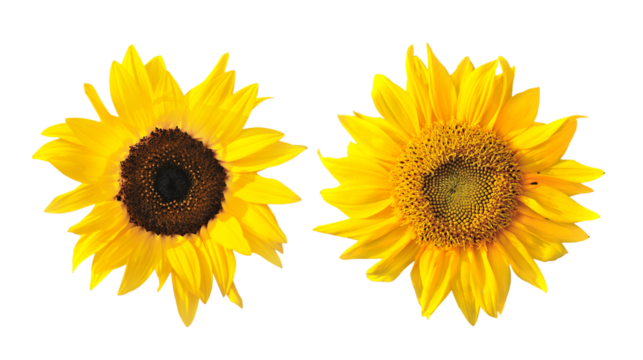 sunflower isolated on transparent png