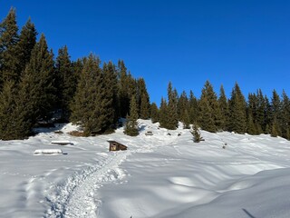 Picturesque canopies of alpine trees in a typical winter atmosphere in the Swiss Alps and over the tourist resort of Arosa - Canton of Grisons, Switzerland (Schweiz)