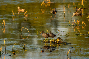 common moorhen or gallinula chloropus bird pair in golden hour evening or sunset light with...