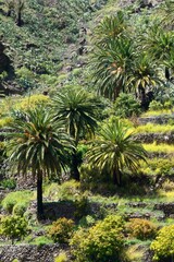 Fototapeta na wymiar Palmeras en Valle Gran Rey, La Gomera
