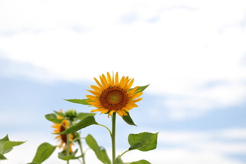 Sunflowers are usually tall annual or perennial plants that grow to a height of 300 centimetres or...