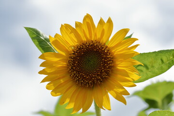 Sunflowers are usually tall annual or perennial plants that grow to a height of 300 centimetres or more. They bear one or more wide, terminal capitula (flower heads), with bright yellow ray florets at