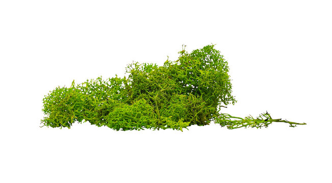 Real photo of moss, without background