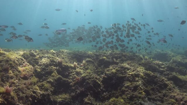 Underwater scene - Sun rays over a Mediterranean Sea reef fihs shoal