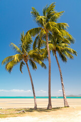 Palm trees before a blue sky and a golden sand beach in Australia