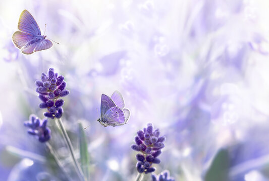 Close-up Lavender flowers and flying butterflies. Free space