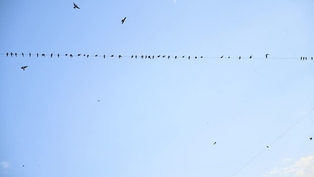 Swallows on a wire. Birds in nature. Group of birds on electric cable. Swallow on wire. 