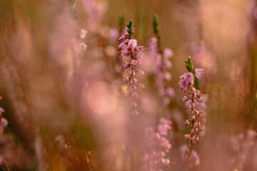 flowers in the forest