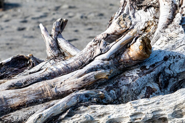 Flotsam, lonely tree branch on the beach near Punakaiki, New Zealand - obrazy, fototapety, plakaty