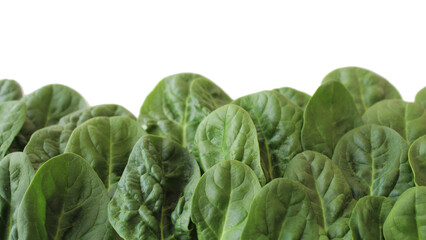 spinach background. healthy food