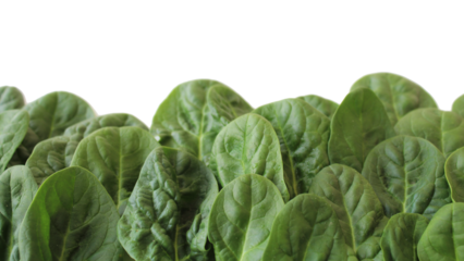 spinach background. healthy food