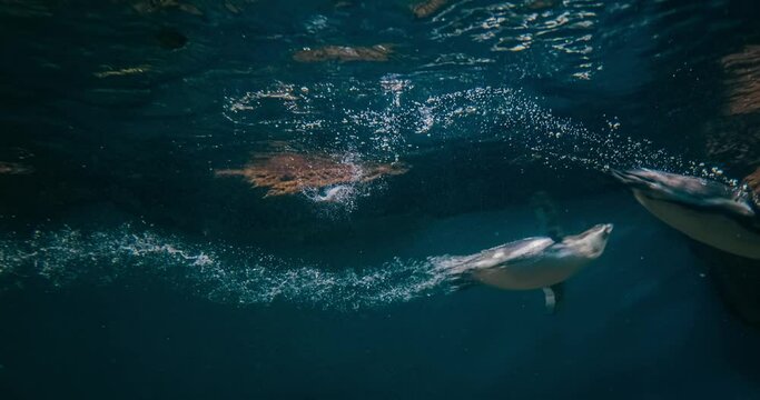 Penguins swimming under blue water.Humboldt penguin (Spheniscus humboldti) is a medium-sized penguin