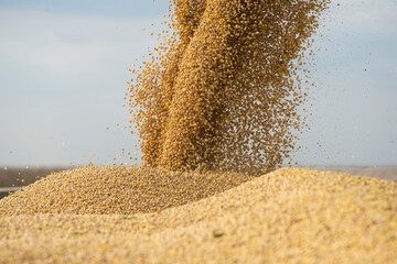 Pouring soy bean grain