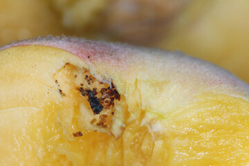 Agriculture - Peach twig borer (Anarsia lineatella). Visible droppings of the pest and defects in the fruit inside the peach fruit. 