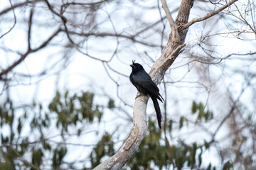 Crested drongo in the Madagascar's wood. Dicrurus forficatus is searching for food. Small black bird with crest on the branch. Wildlife in Madagascar.