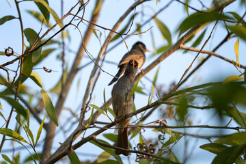 Fototapeta premium Malagasy bulbul in the forest on Madagascar. Hypsipetes madagascariensis on the branch. Dark bird with orange beak. Wildlife on the Madagascar. 