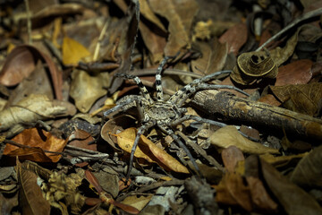 Wolf spider hunting at night on the forest floor. Nature in the Kirindy Forest. 