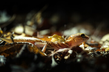 Ocelot gecko in the Madagascar's wood during night. Gecko on the ground. Striped brown lizard in the forest.