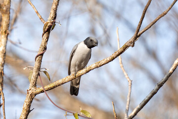 Madagascar cuckooshrike in the wood on Madagascar. Ceblepyris cinereus on the branch. Ashy cuckooshrike during day in the park. Gray bird with black head. 