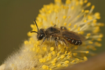 Closeup on a small , cute ,female red bellied miner, Andrena ventralis, sitting on a twig in the garden