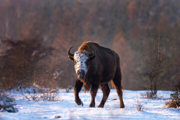 European bison on the snow covered field. Rare bull of bison is walking in the bushes area. European nature. 