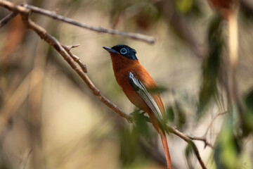 Malagasy paradise flycatcher in the Madagascar's wood. Terpsiphone mutata is searching for partner. Small orange bird with blue eye and long tail on the branch. Wildlife in Madagascar.