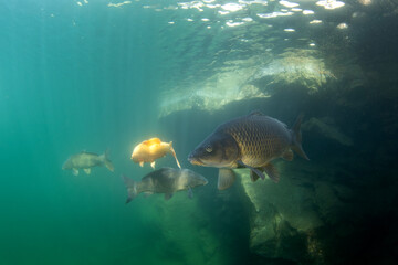 Common carps are swimming in the dam. Carps in the shoal.  European fresh water. Life in fresh water. 