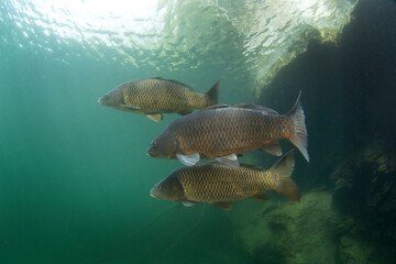 Common carps are swimming in the dam. Carps in the shoal.  European fresh water. Life in fresh...
