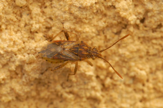 Closeup on a scentless plant bug, Stictopleurus abutilon, Rhopalidae sitting on wood