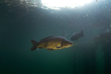 Common carps are swimming in the dam. Carps in the shoal.  European fresh water. Life in fresh water. 