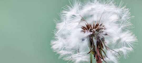Closeup of dandelion on natural background. Bright calming delicate nature details. Inspirational nature concept, soft blue and green blurred bokeh background. Idyllic soft foliage tranquil banner