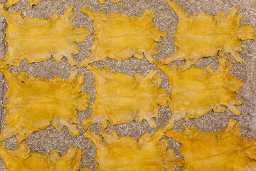 Drying leather, The tannery in Fez Morocco