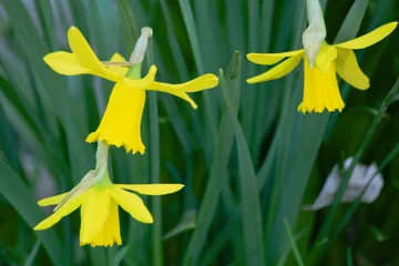 Fototapeten Narciss flowers ( Narcissus ) © travel nature